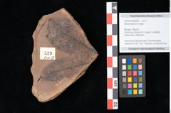 Foto (Objekt + Etikett) von Myrica lignitum Unger (NHMW-GEO-2024-0188-0529)